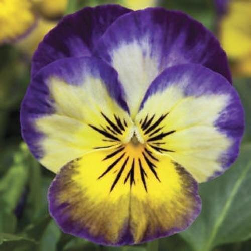 Семена цветов Виола рогатая Syngenta Penny Primrose Picotee 100 шт. (BN03713-3)