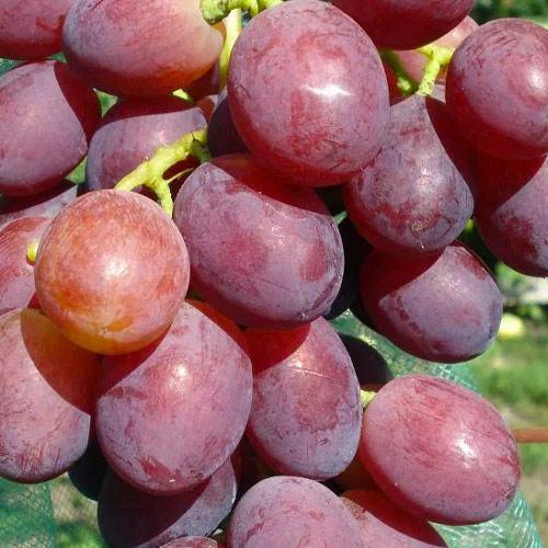 Сажанец Виноград десертный Афанасий сладкий гармоничный (183953)