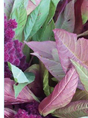 Альбом EVG BKM46200 Foliage 10x15x20 см