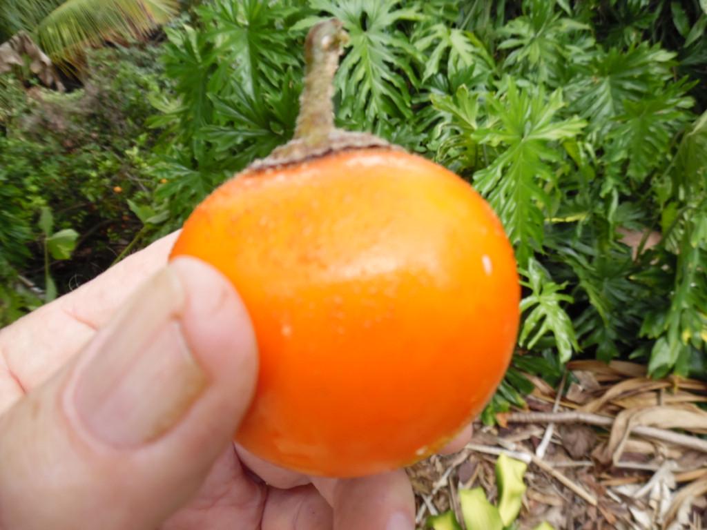 Насіння Наранхіла Solanum Quitoense 5 шт. (2178711003) - фото 3