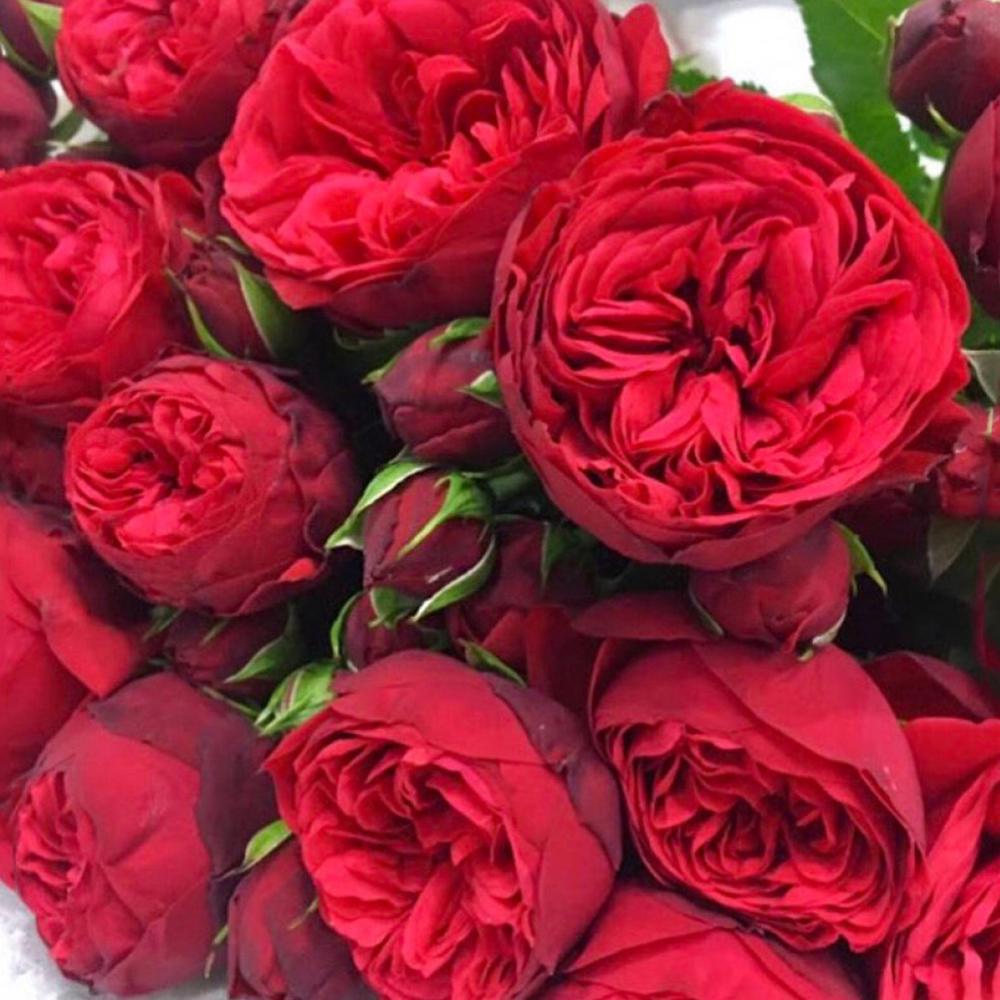 Саженец английских пионовидных роз Ред Пиано (14965164)