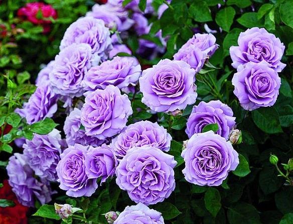 Троянда плетиста Яскрава Блю Мун (13403)