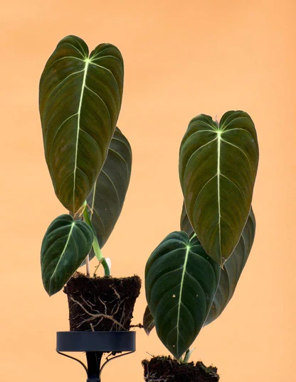 Филодендрон Мелонохризум 12/50 см (2698841020) - фото 2 Филодендрон Мелонохризум 12/50 см (2698841020) - фото 2