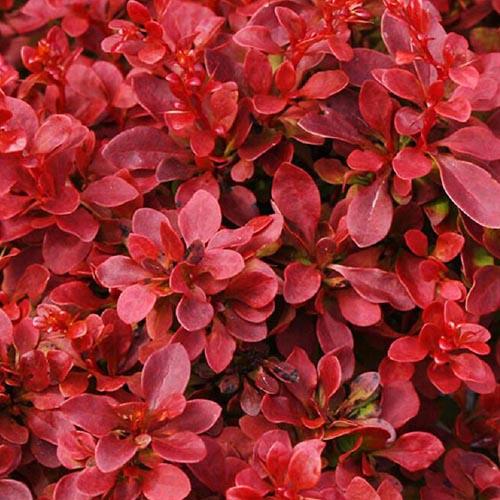 Барбарис Florium Red DJ (13431) Барбарис Florium Red DJ (13431)