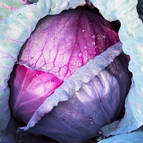 Семена Капуста Краснокочанная Ребол ТД Гекса-Украина 01-07-004 2500 шт. (IR002683)