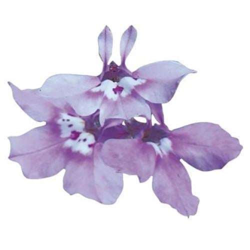 Семена цветов Benary Лобелия черешковая Palace Lilac 1000 шт. (BN01436)