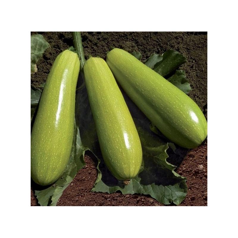 Семена Кабачок Clause YASNA F1 500 шт. (2289464284)