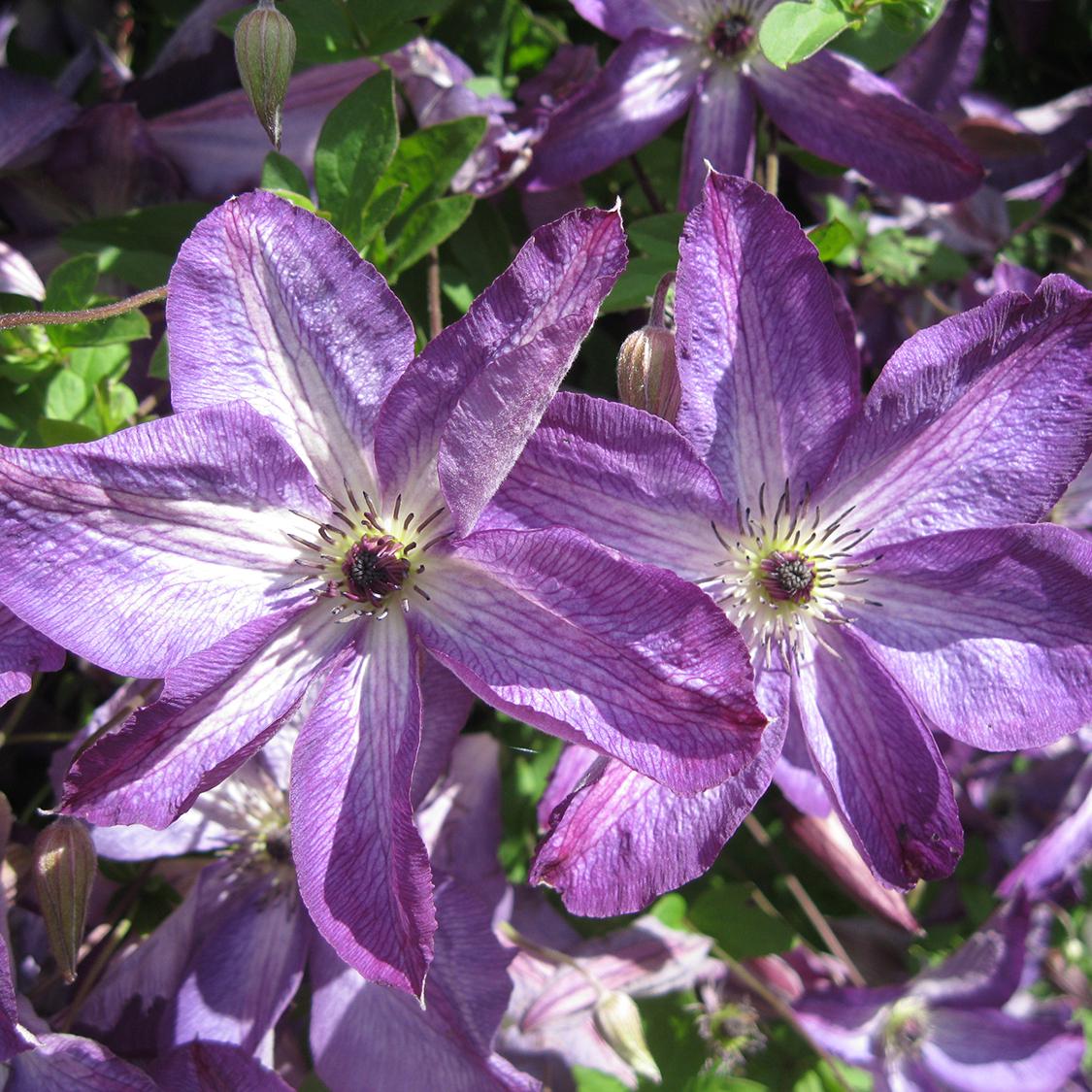 Клематис Веноза Виолацеа Venosa Violacea 1 шт. (38280577)