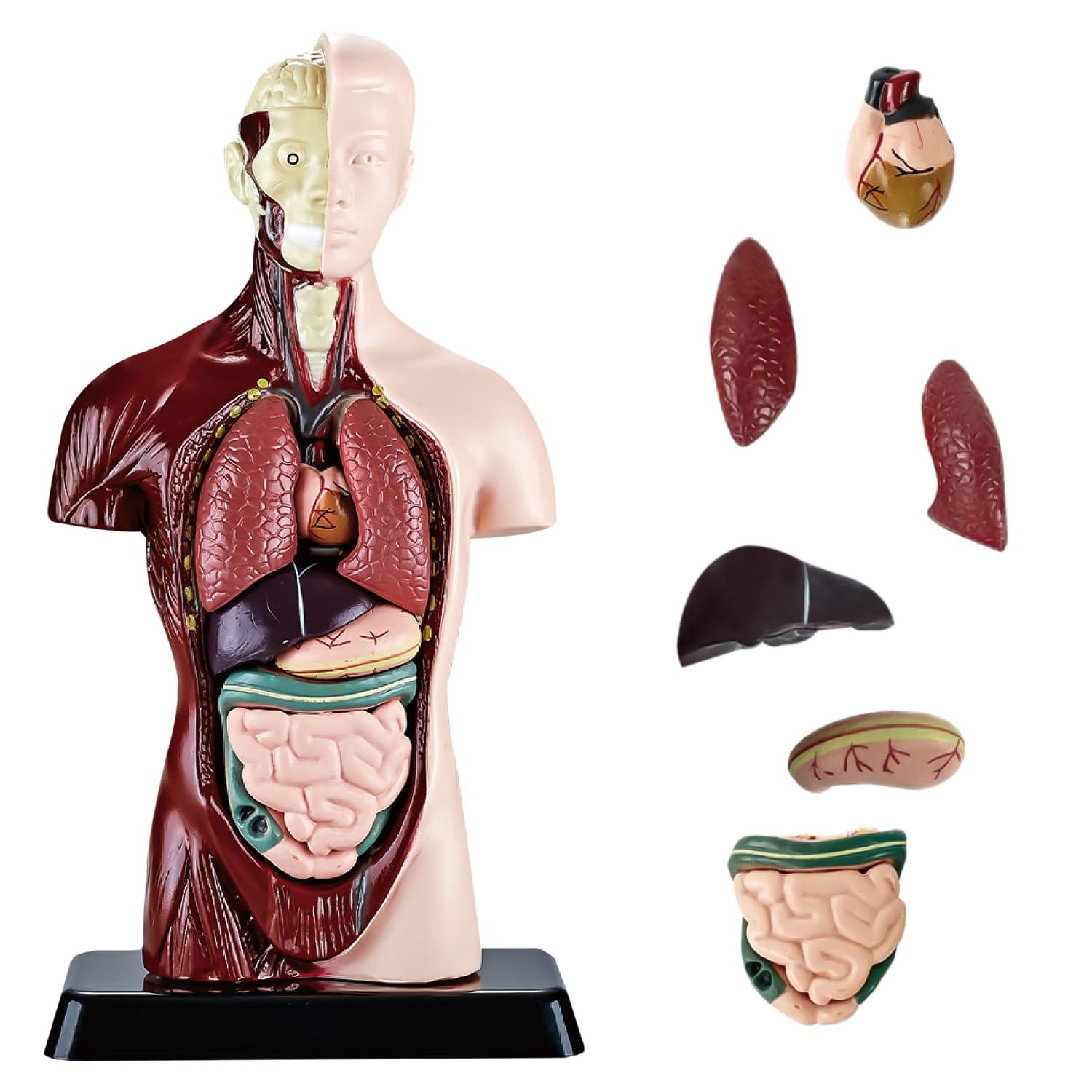 Учебная анатомическая модель человека 3D с 15 съемными частями (25788012) - фото 5