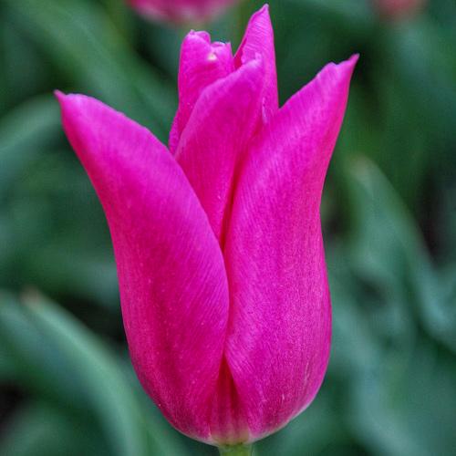 Тюльпан лилиецветный Dobrodar Lilyrosa 6 шт. (38290018)
