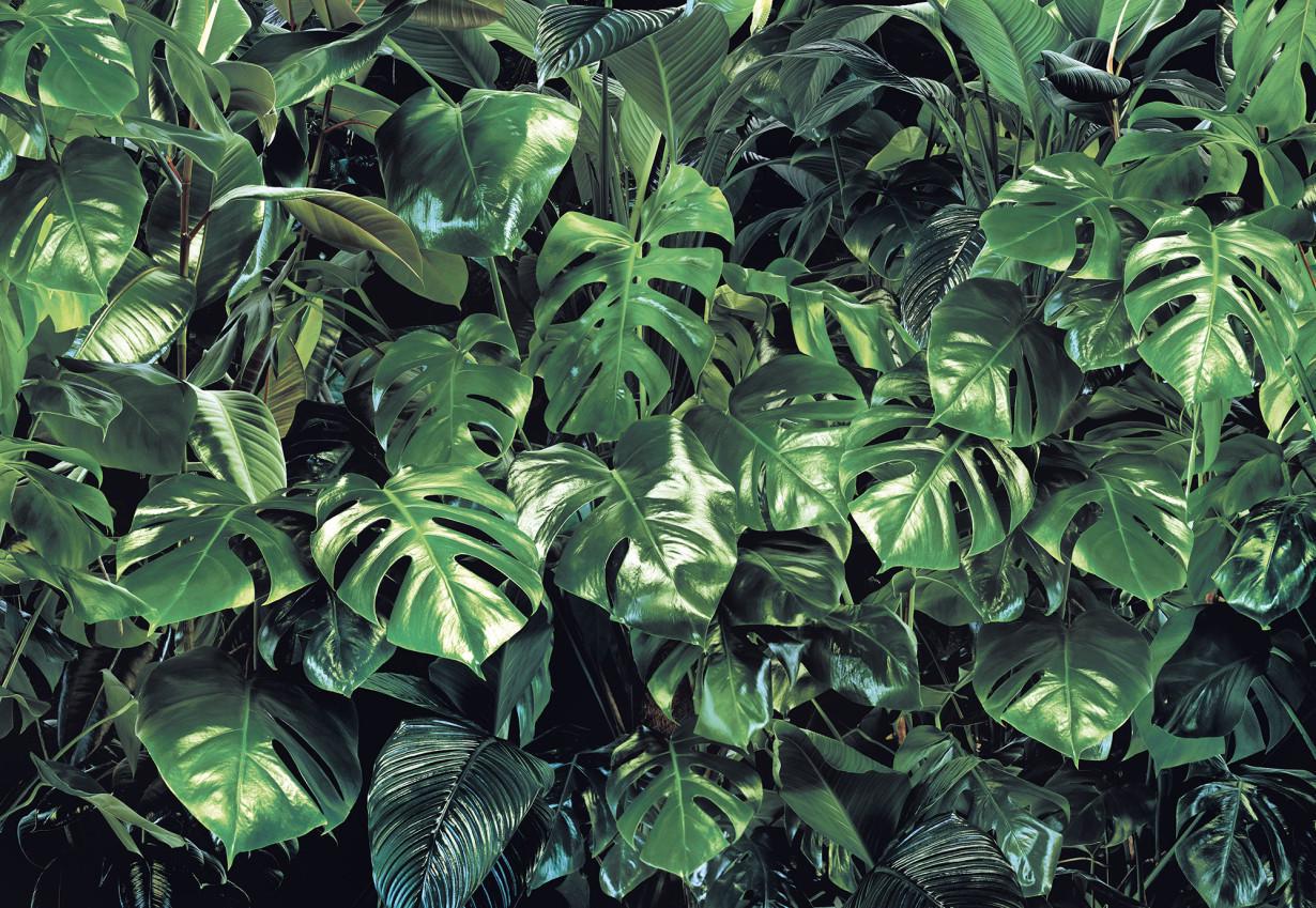 Обои Панно Komar Verdure бумажные моющие 368х254 см (8-333) Обои Панно Komar Verdure бумажные моющие 368х254 см (8-333)