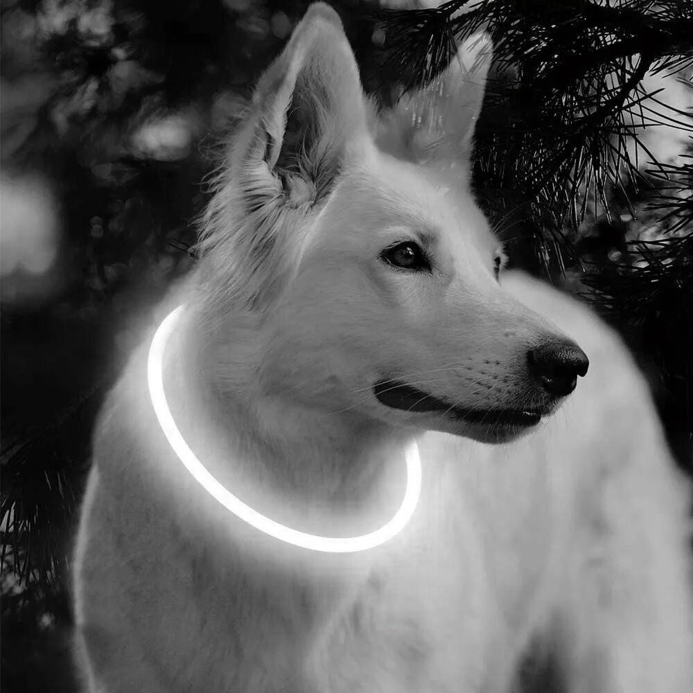 Ошейник iPets LC-01 с LED свечением L Белый - фото 8 Ошейник iPets LC-01 с LED свечением L Белый - фото 8