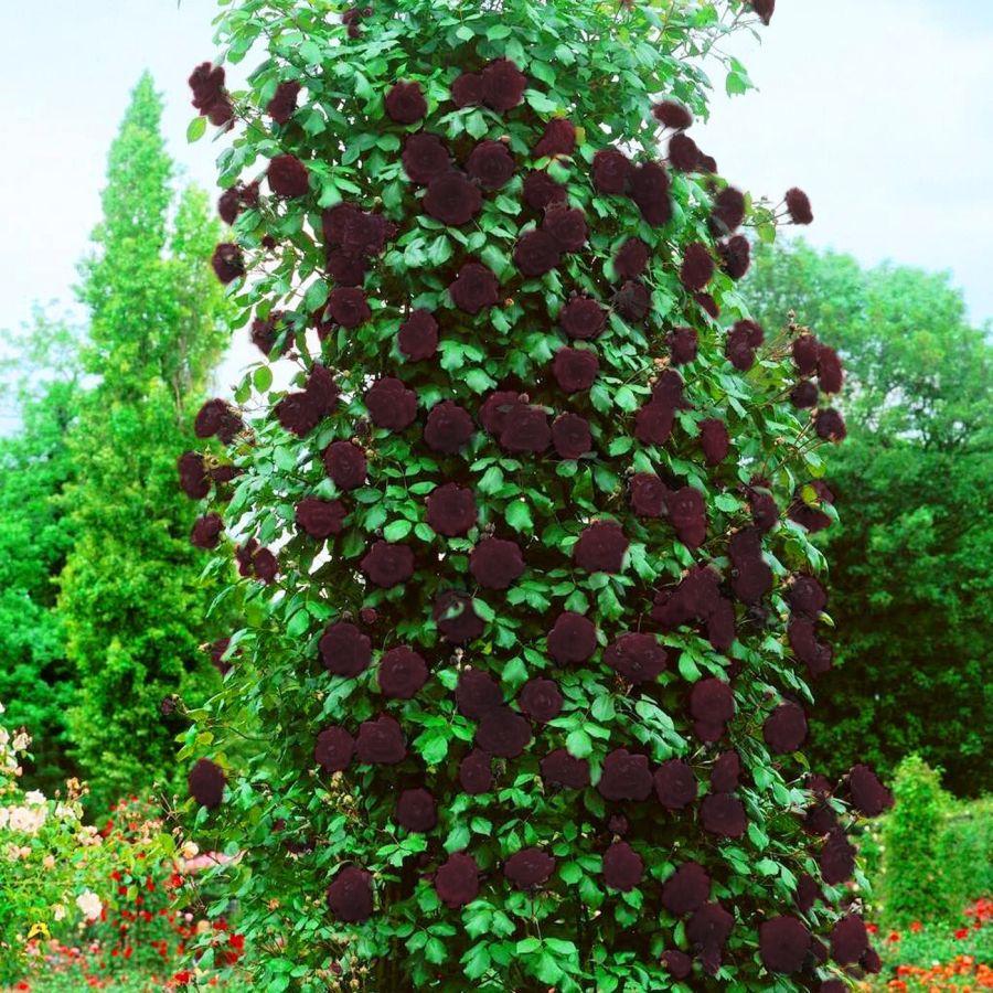 Троянда плетиста Яскрава Чорна королева (5683)