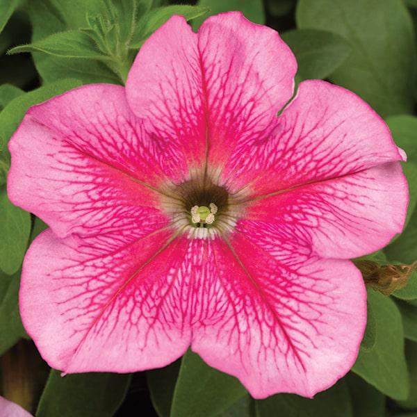 Семена Петуния Грандифлора Тритуния F1 Tritunia F1 Pink Veined ТД Гекса-Украина 02-01-434 1000 шт. (IR003256)