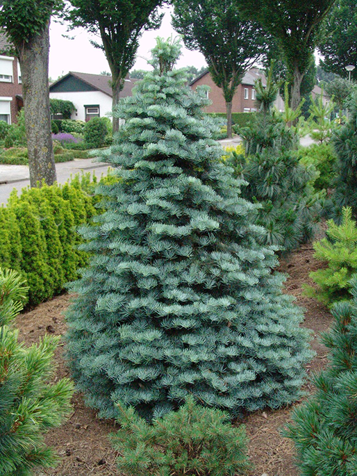 Саджанець Ялиця однокольорова Abies concolor 1 шт.