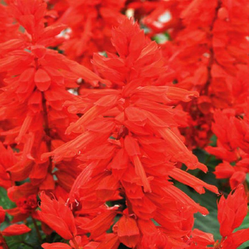 Насіння квітів Syngenta Сальвія блискуча Salsa Scarlet 50 шт. (BN02427-3)