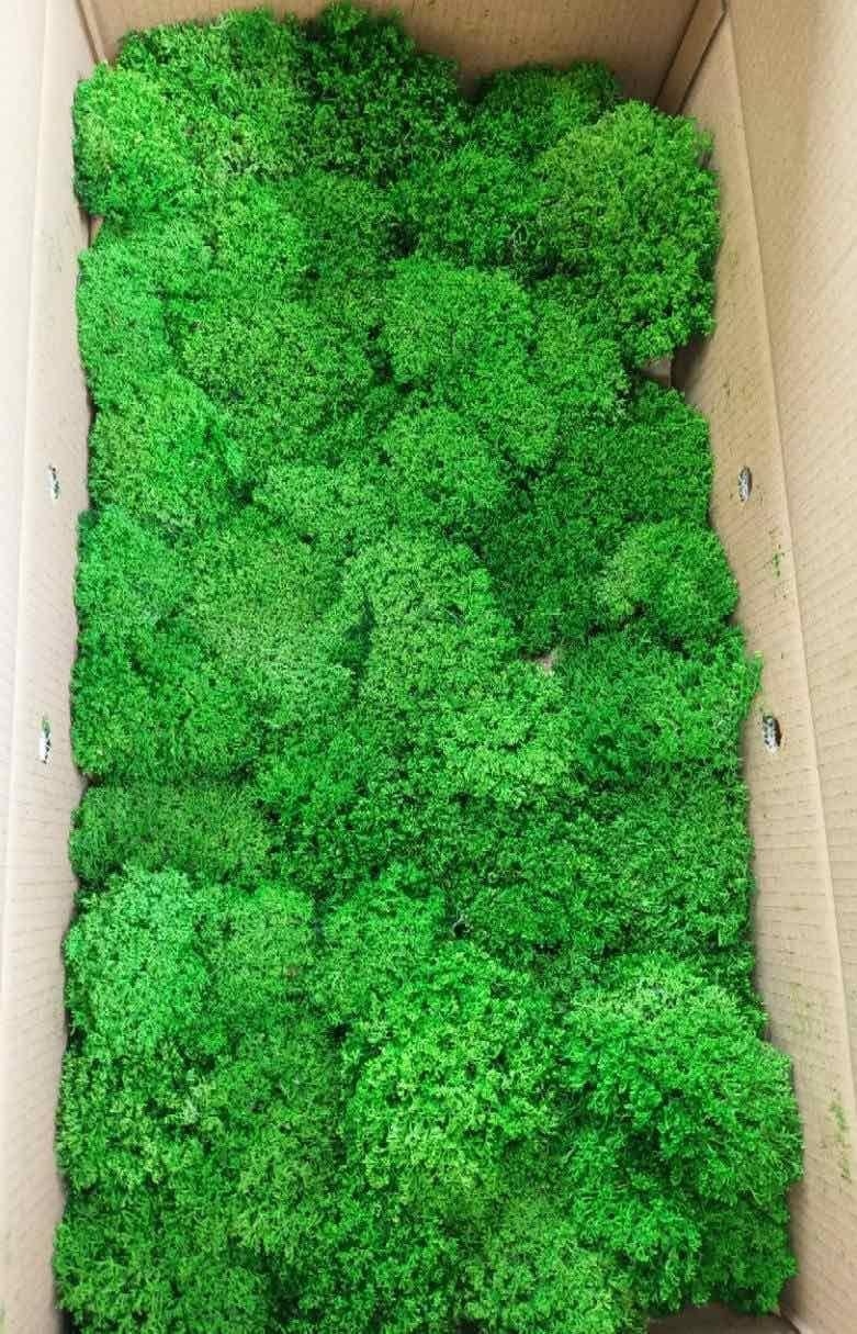 Стабилизированный украинский мох NaturalLight #3 05 кг