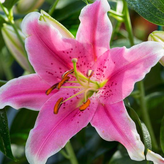 Цибулини квітів Лілія орієнтальна Сорбонна Sorbonne 3 шт. (38288715)