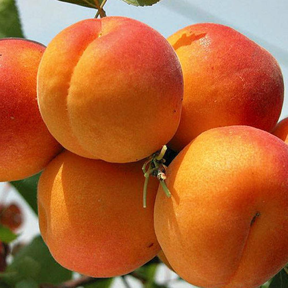 Саженец абрикоса Эрли Ред Оранж 2-летний (14965410)