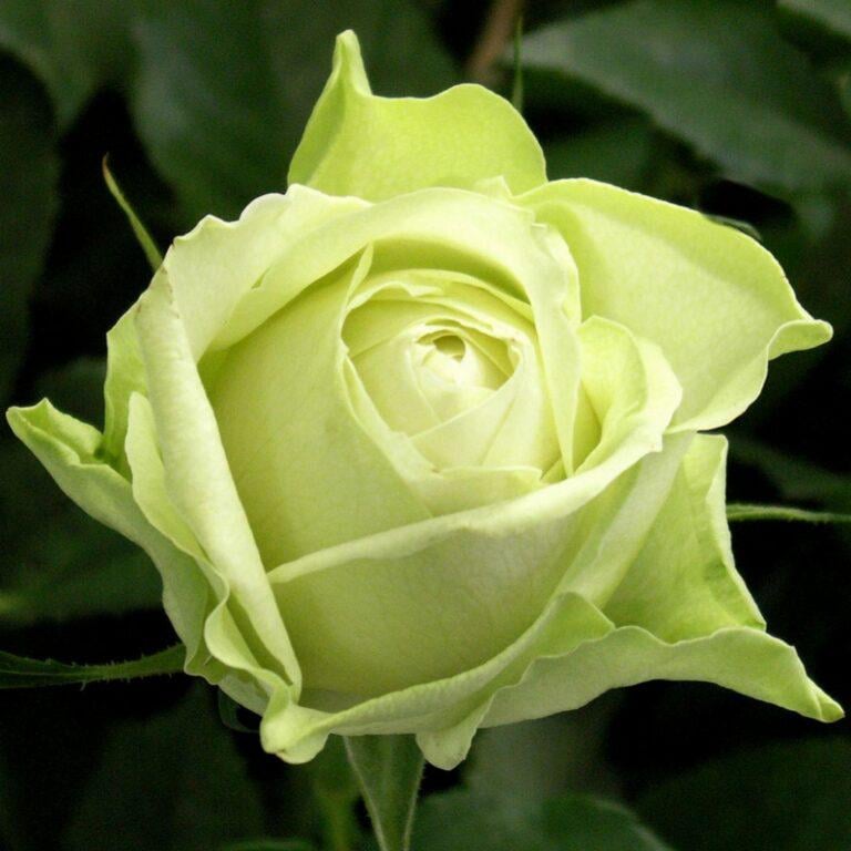 Саджанці троянди Ківі (65) - фото 2