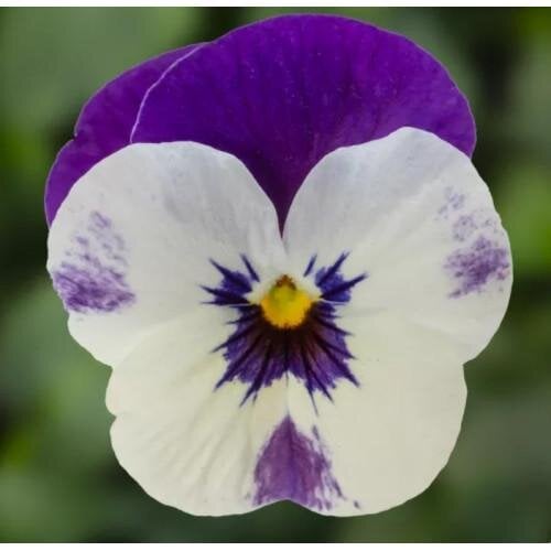 Семена цветов Виола рогатая Syngenta Penny Pro Violet & White 25 шт. (BN13127-4)
