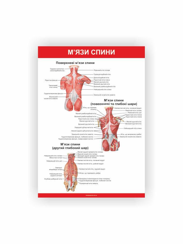 Плакат Vivay Мышцы спины 60х80 см (25670175)
