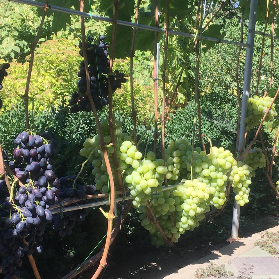 Опора для рослин шпалера садова 2300х6000 мм d 28 мм/d 12 мм (ШС-D28/D12-2300*6000) - фото 6