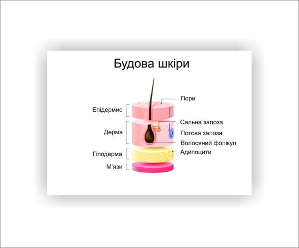 Плакат Vivay Строение кожи 60х80 см (23442893)