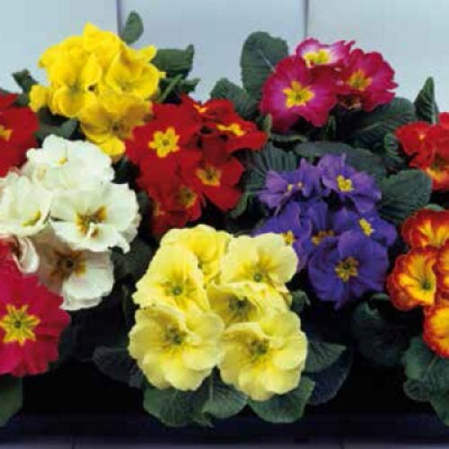 Насіння квітів Примула Grandissima F1 Bicolour & Tricolour Mixed (BN04923-3)
