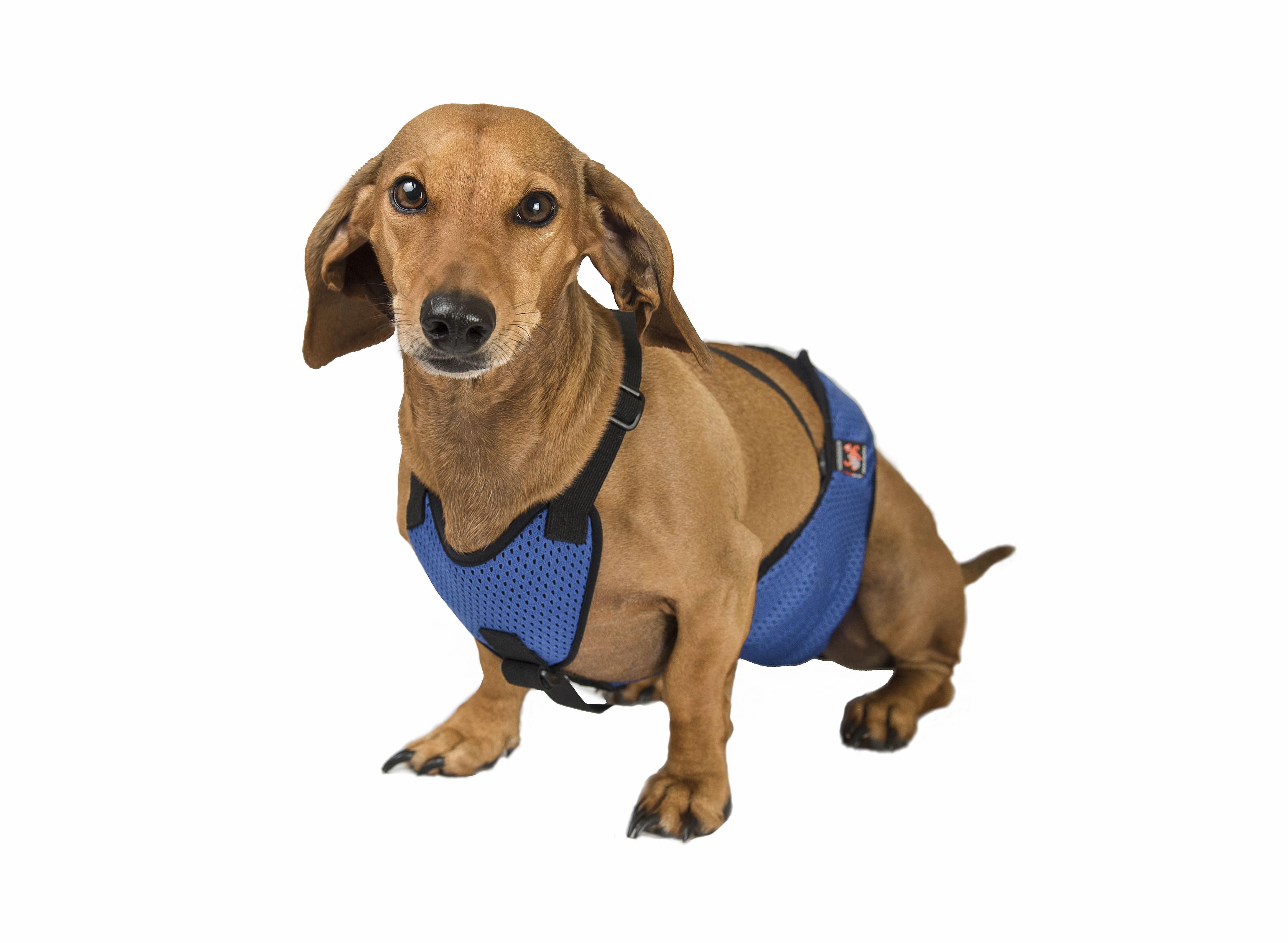 Труси Frakishtak для кобелів S Синій (28077894)