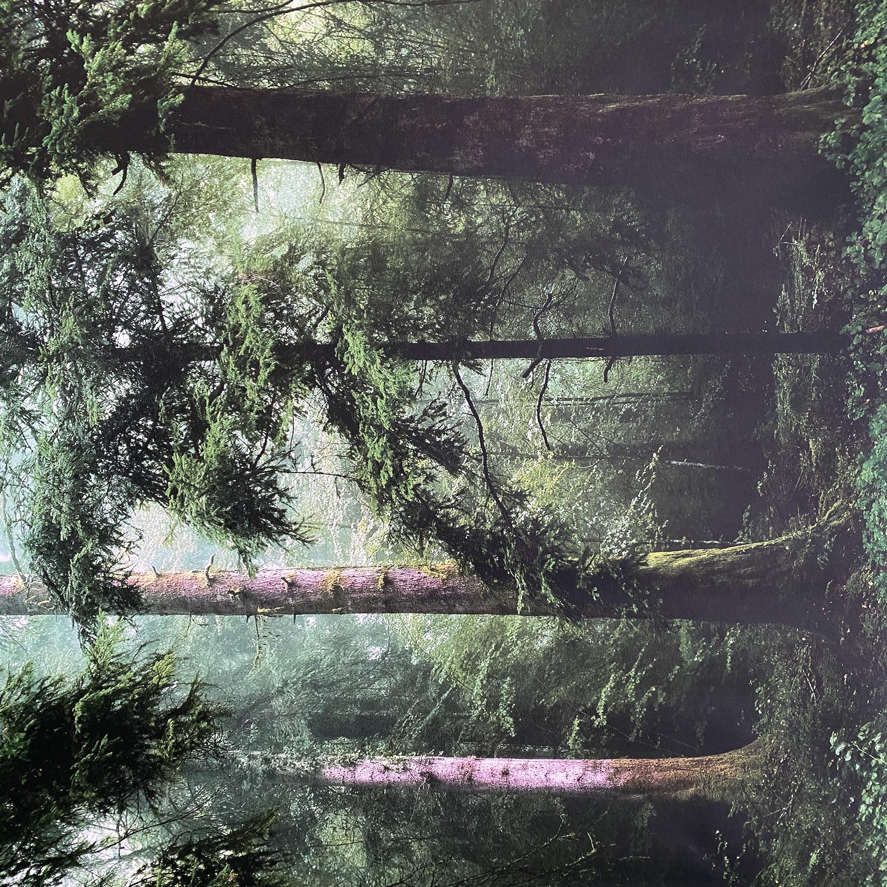 Обои виниловые на флизелиновой основе Ugepa Horizons L59604 Зеленый лес