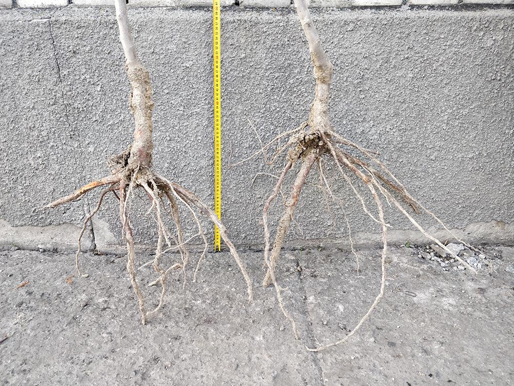 Миндаль сорт Солетто (17549677) - фото 3 Миндаль сорт Солетто (17549677) - фото 3