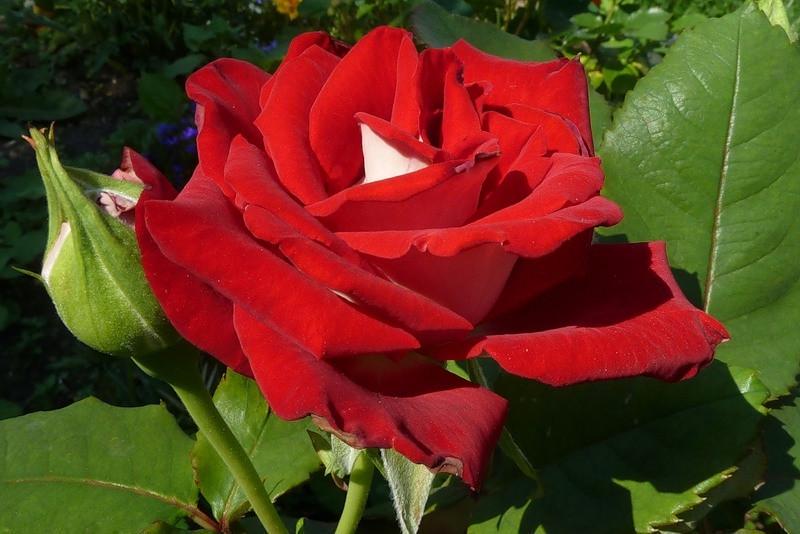 Роза Velet Luxor Чайно-гибридная в контейнере (2558773061) - фото 4 Роза Velet Luxor Чайно-гибридная в контейнере (2558773061) - фото 4