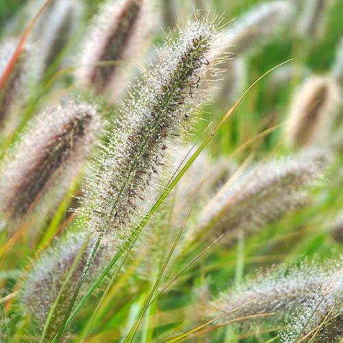 Пеннисетум Florium Viridescens (5868)