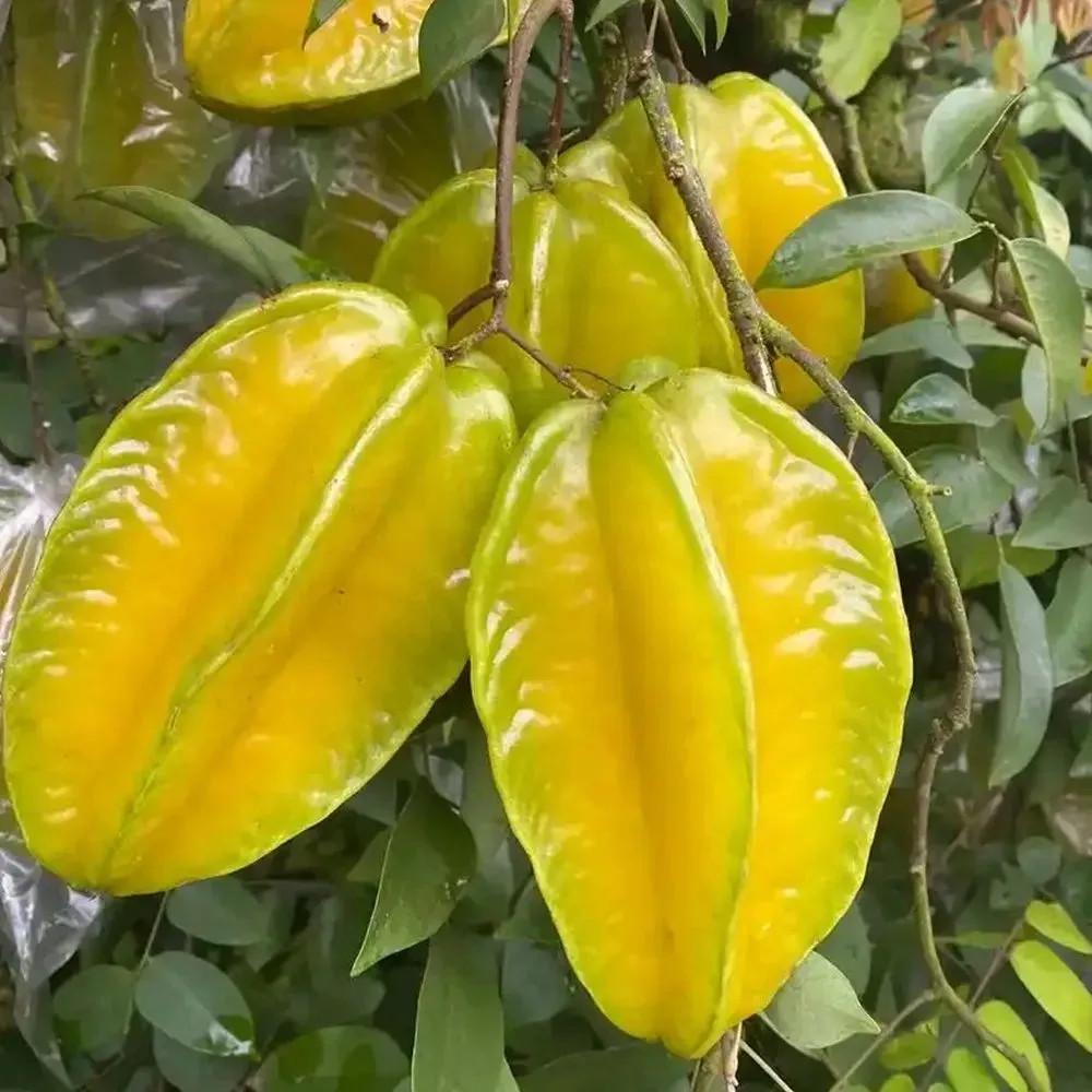 Насіння екзотичної рослини Карамбола Averrhoa carambola Зірчастий Фрукт 10 шт. Насіння екзотичної рослини Карамбола Averrhoa carambola Зірчастий Фрукт 10 шт.