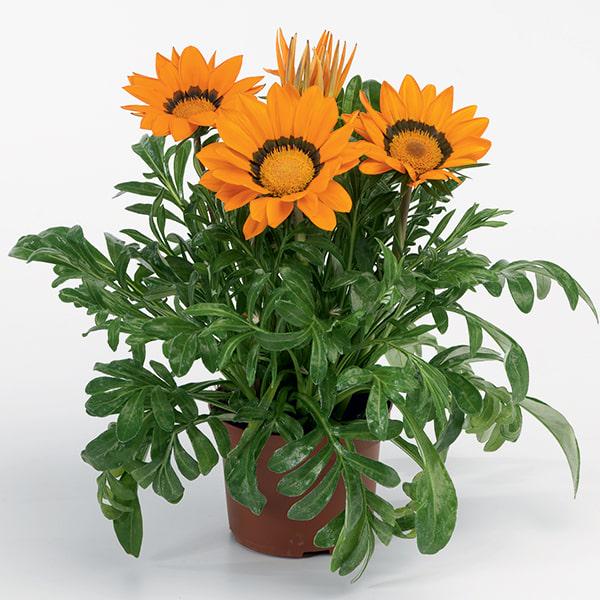 Семена Газания жестколистая Gazoo Orange with Ring ТД Гекса-Украина 02-01-576 100 шт. (IR003221)