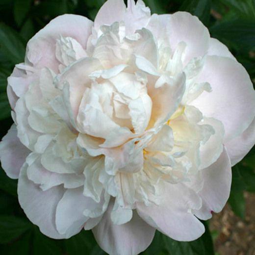 Пион Гардения Gardenia 1 шт. (38280237)