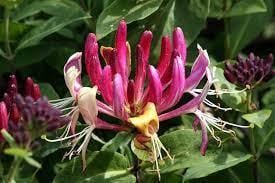 Саженцы жимолость японская Каприфоль декоративная лиана контейнер 0,5 л - фото 2