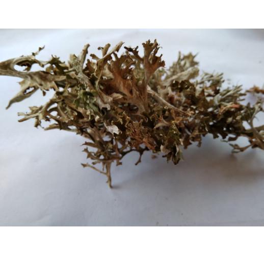 Сушеный мох исландский Herbs Zaporoje 5 кг (С0103)