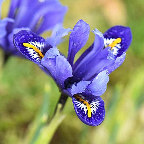 Ірис Florium reticulata Rhapsody (17926) Ірис Florium reticulata Rhapsody (17926)