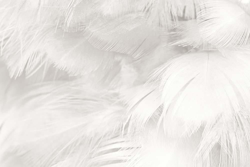 Фотообои Artside Крупные перья 466694651