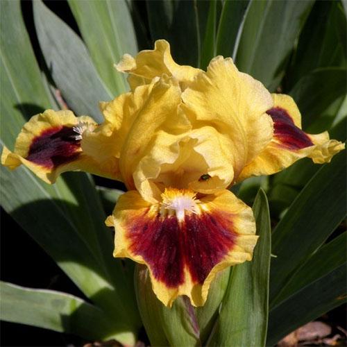 Ирис Jazzamatazz Florium
