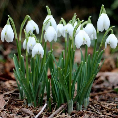 Пролісок Яскрава Галантус 1 шт. Білий (1473582239)