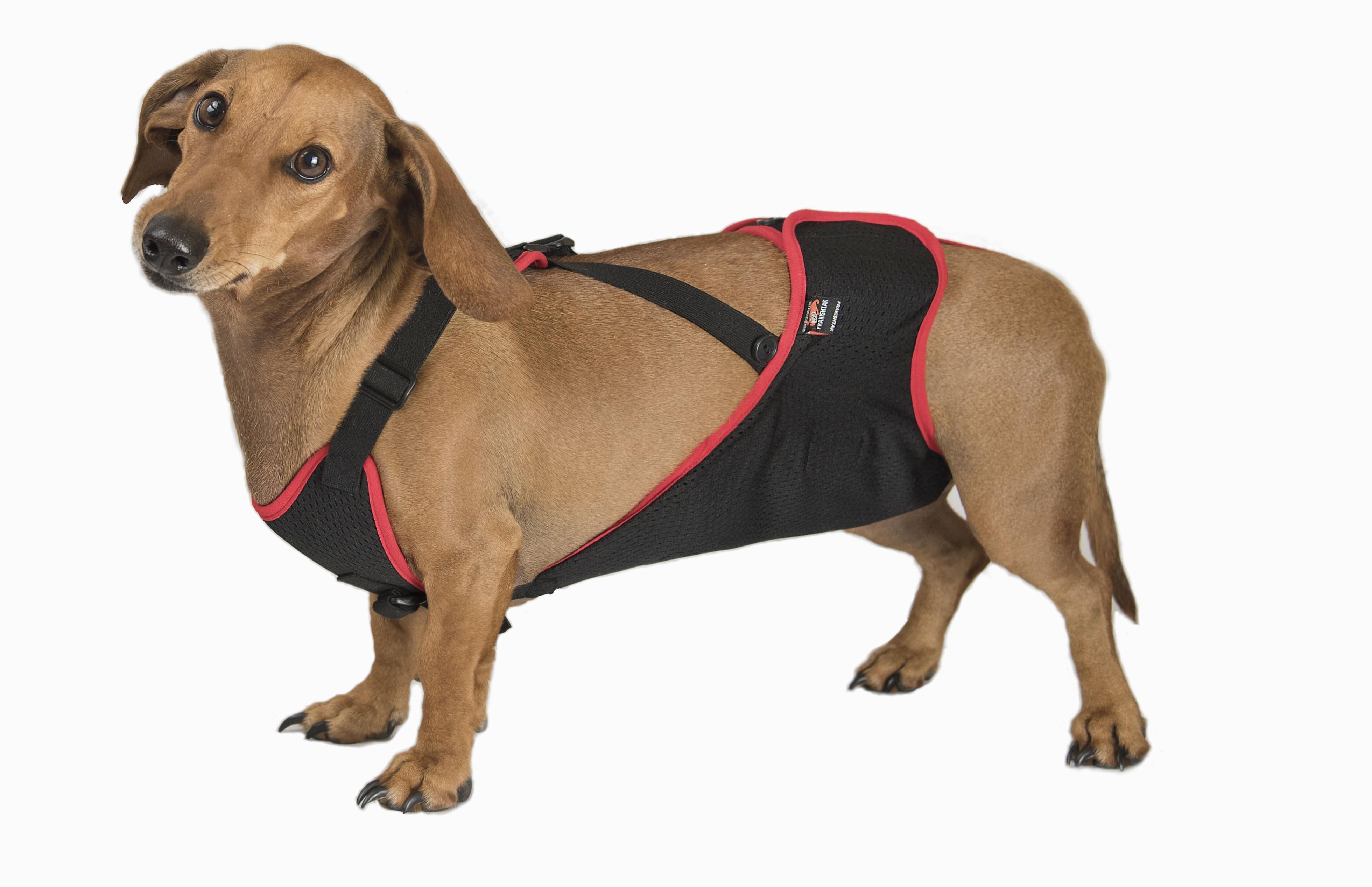 Трусы Frakishtak для кобелей S Черный (28078625) - фото 2 Трусы Frakishtak для кобелей S Черный (28078625) - фото 2