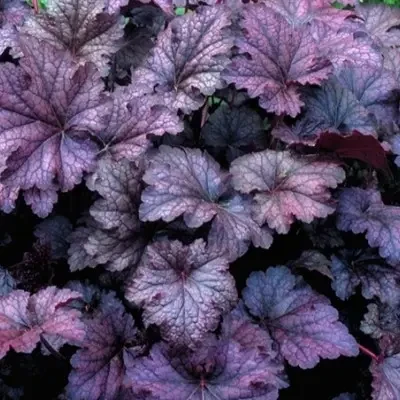 Саженцы гейхеры Heuchera emperor's New Clothes Purple в горшке 0,5 л