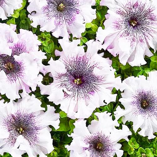 ᐉ Петуния Альба F1 белая с прожилками Florium