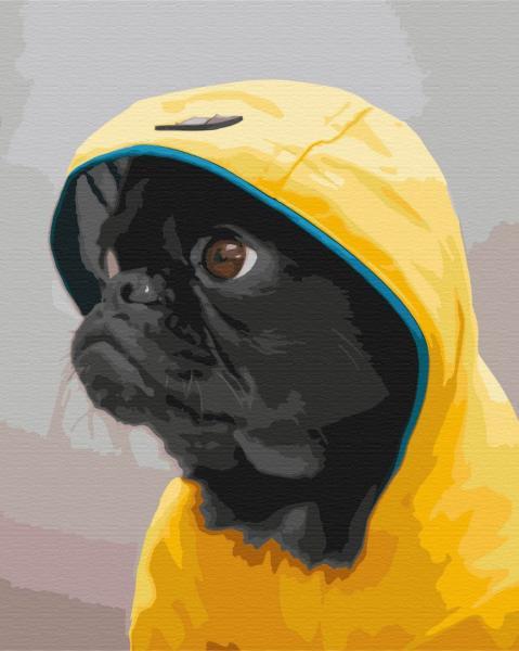 Картина по номерам Brushme Мопс в худи 40х50 см в термопакете (BS52614) Картина по номерам Brushme Мопс в худи 40х50 см в термопакете (BS52614)