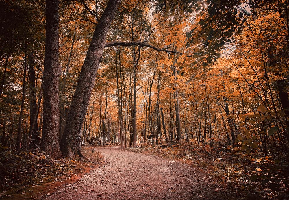 Картина Природа PR230 35х55 см