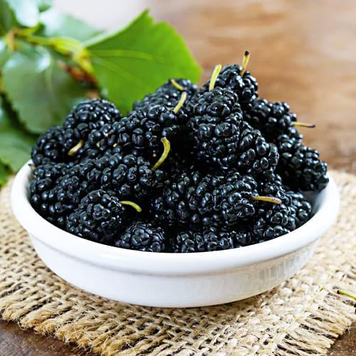 Шелковица Шелли (13244)