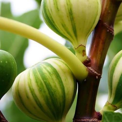 Саджанець Інжир смугастий Панч Panache (48861)